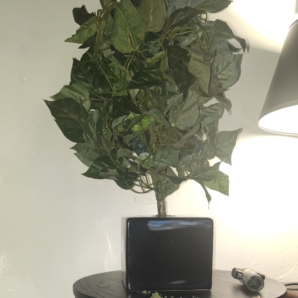 Lush Faux Greenery in Sleek Black Planter